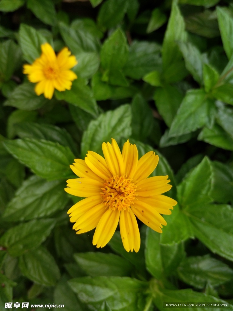 鲜花