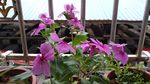 长春花