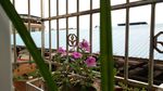 长春花