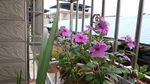 长春花