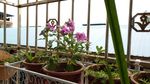 长春花