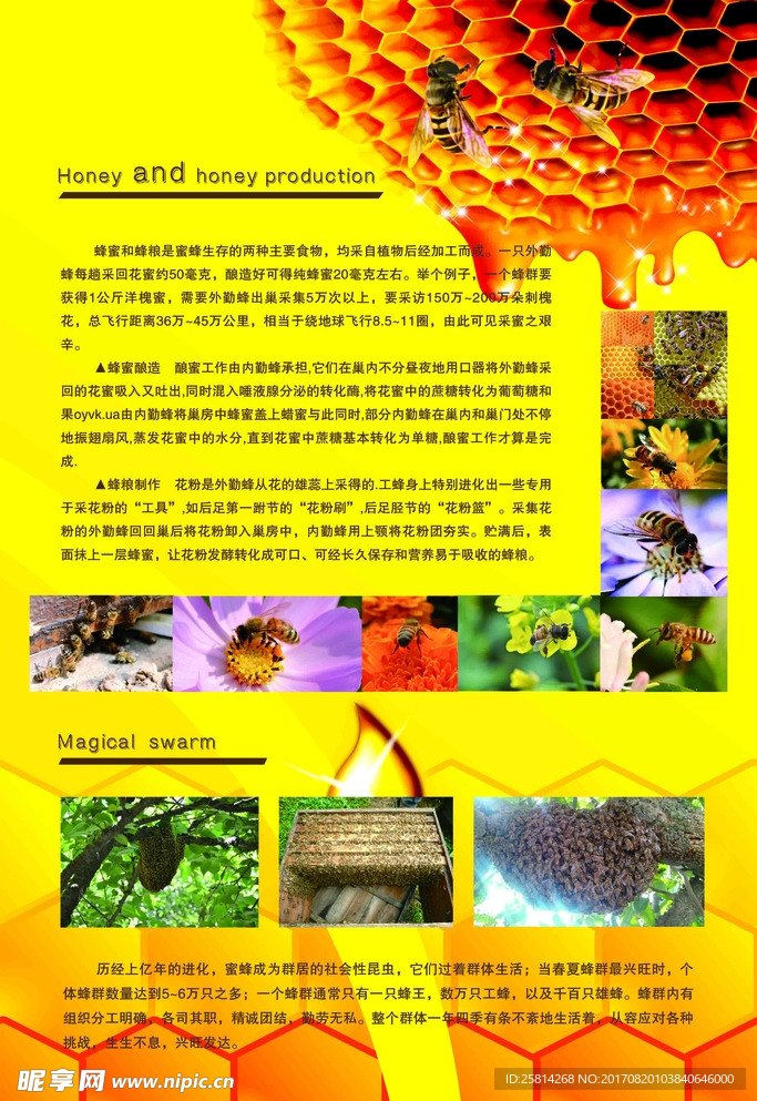 蜂密酿造 蜂粮制作过程