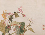 恽寿平花草