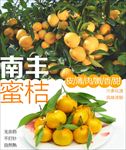 蜜桔柚子海报素材