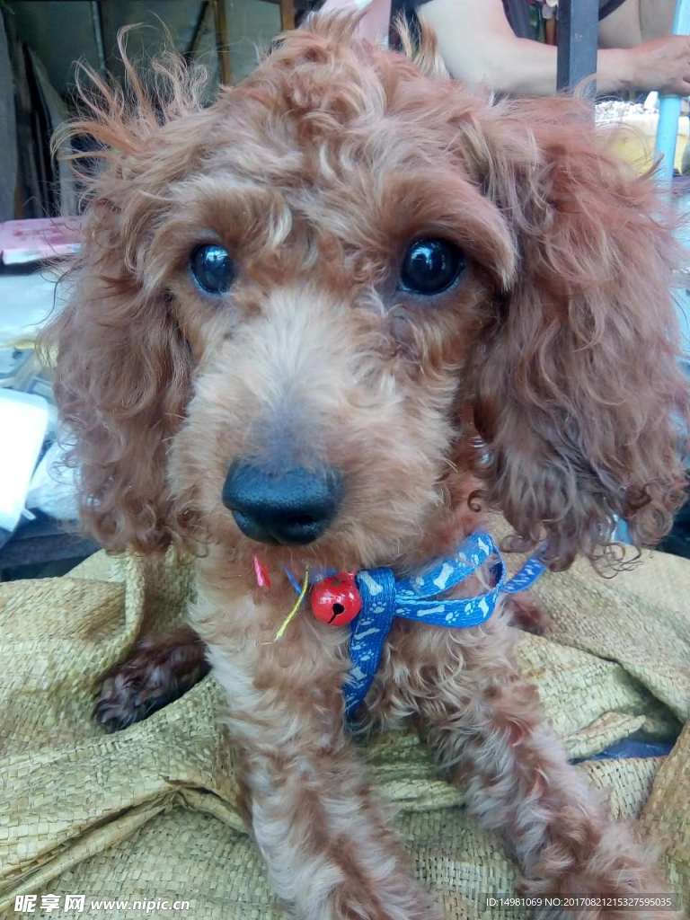 小狗
