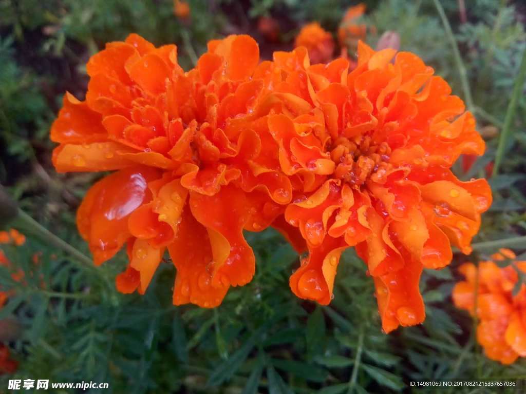 菊花