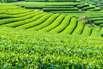 茶山采茶