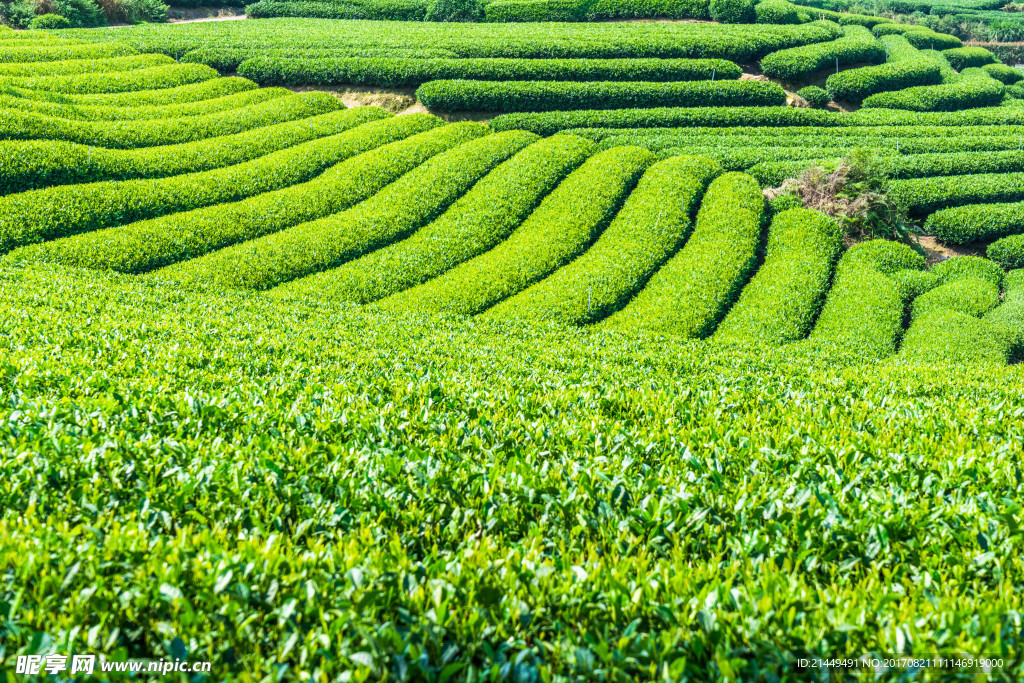 茶山采茶