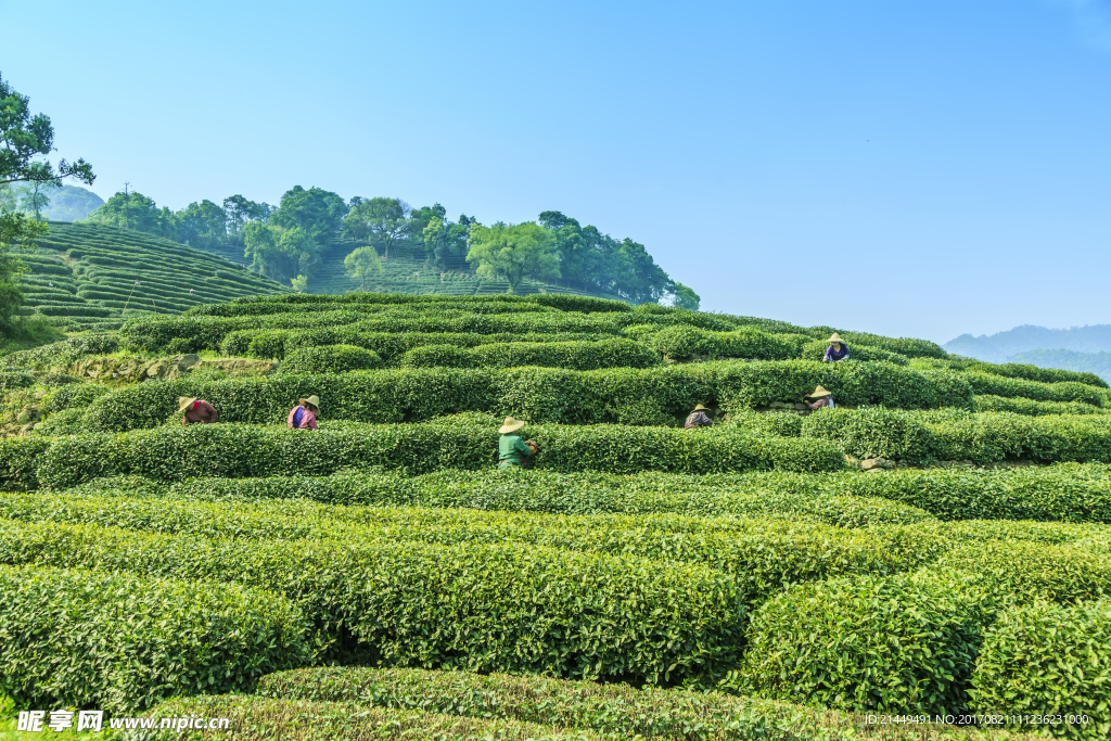 茶山背景