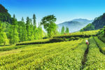 茶山