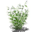 SU植物模型 竹子