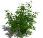 SU植物模型 竹子