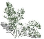 SU植物模型 竹子