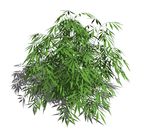 SU植物模型 竹子
