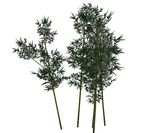 SU植物模型 竹子