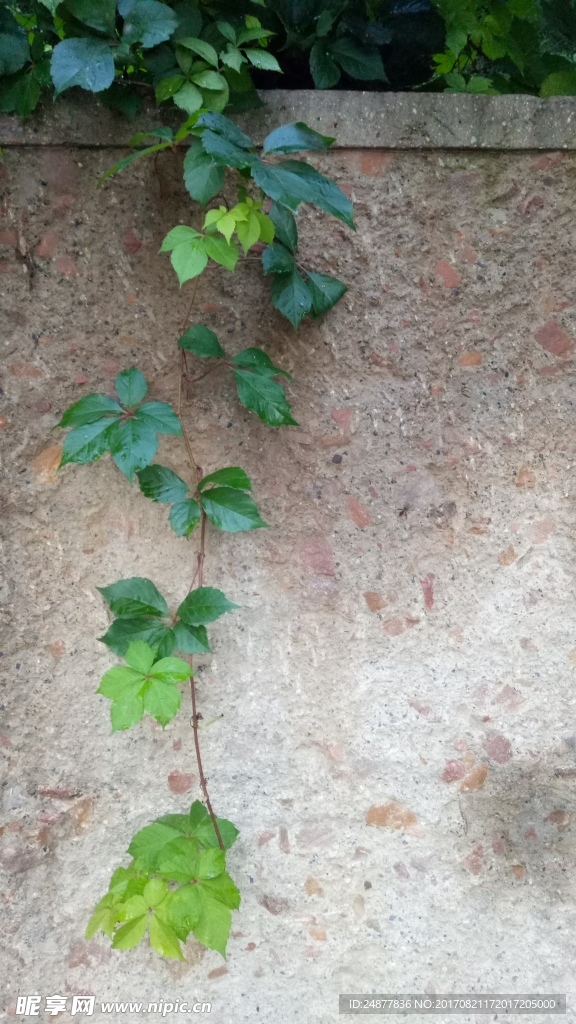 一支爬山虎
