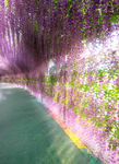 紫花