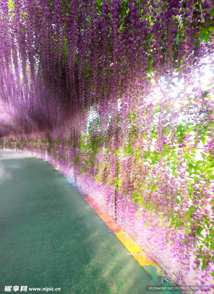 紫花