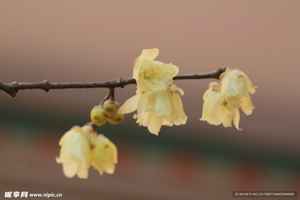 腊梅花