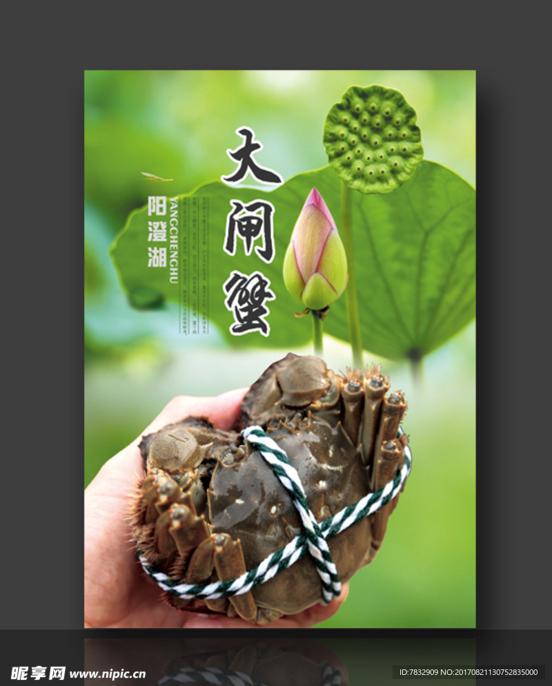 阳澄湖大闸蟹  新鲜螃蟹