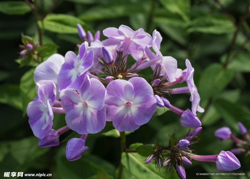 美丽鲜花丁香花图片