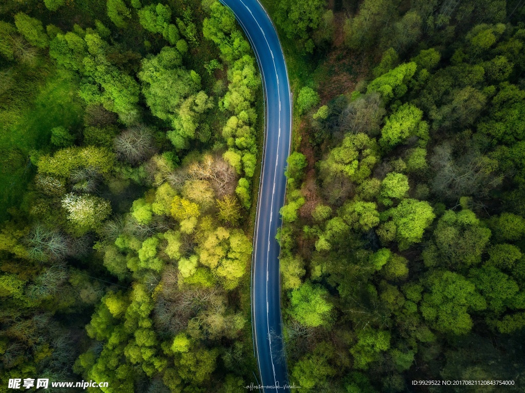 森林 公路
