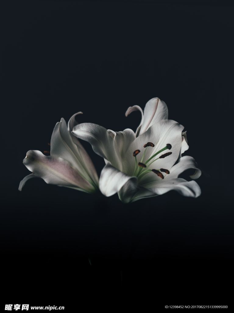 百合花