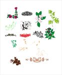 花边花纹