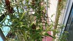 赶黄草花花
