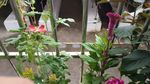 箭叶秋葵 鸡冠花