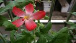 红花马宁
