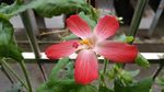 红花马宁