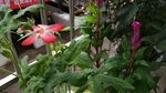 红花马宁 老来俏