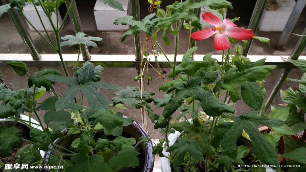 红花马宁