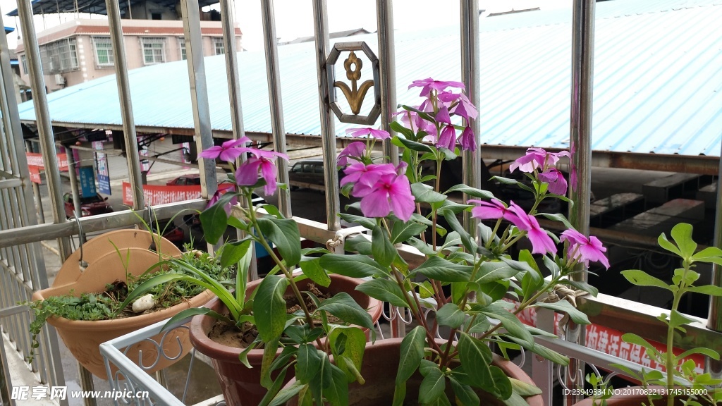 长春花