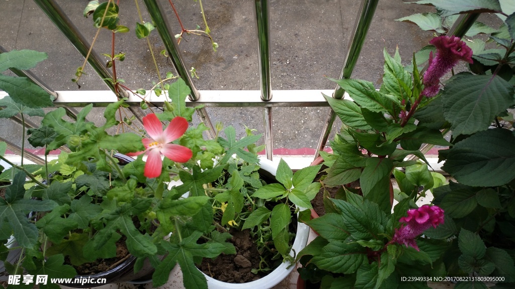 红花叁