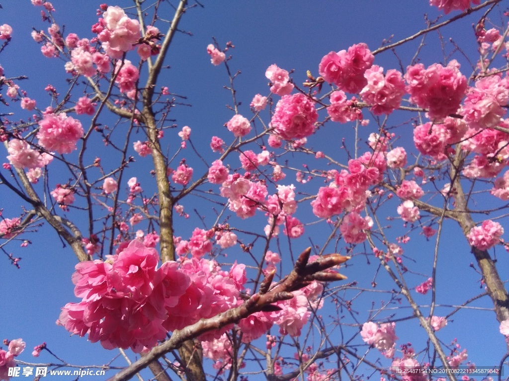 樱花