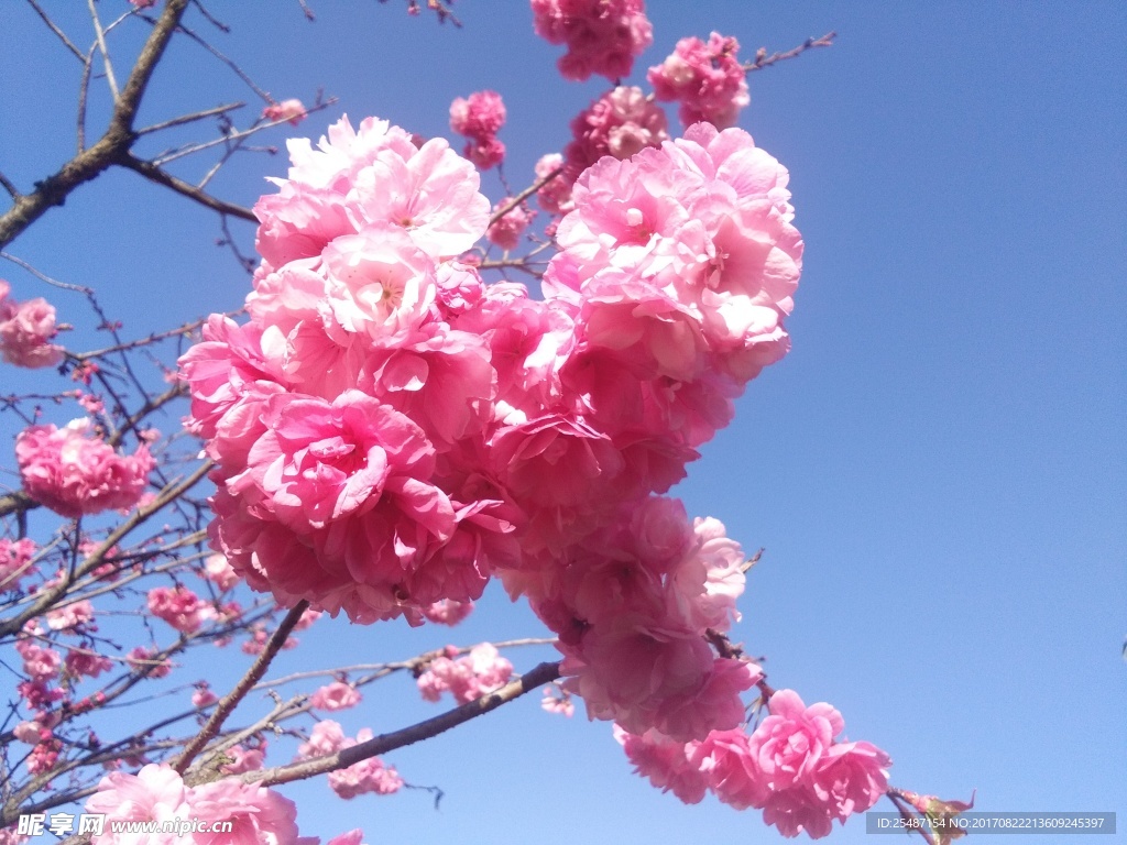 樱花