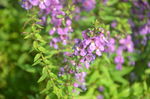 天使花