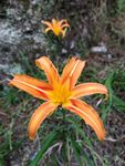 黄花菜