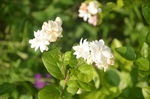 茉莉花