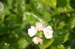 茉莉花