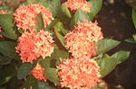 龙船花