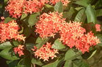 龙船花