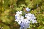 蓝雪花