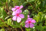 长春花