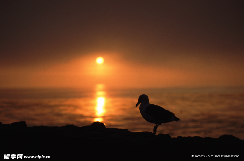 夕阳下海鸥