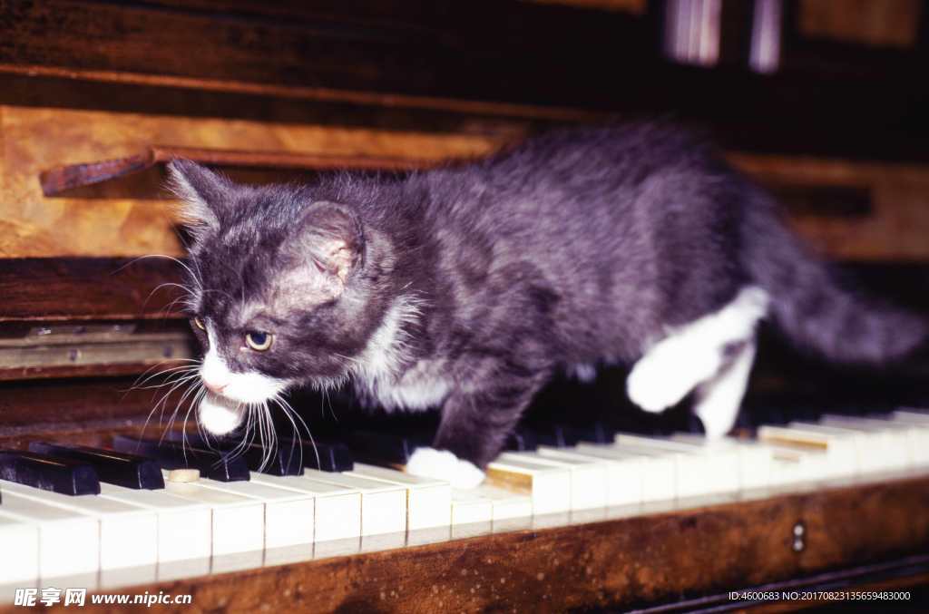 猫