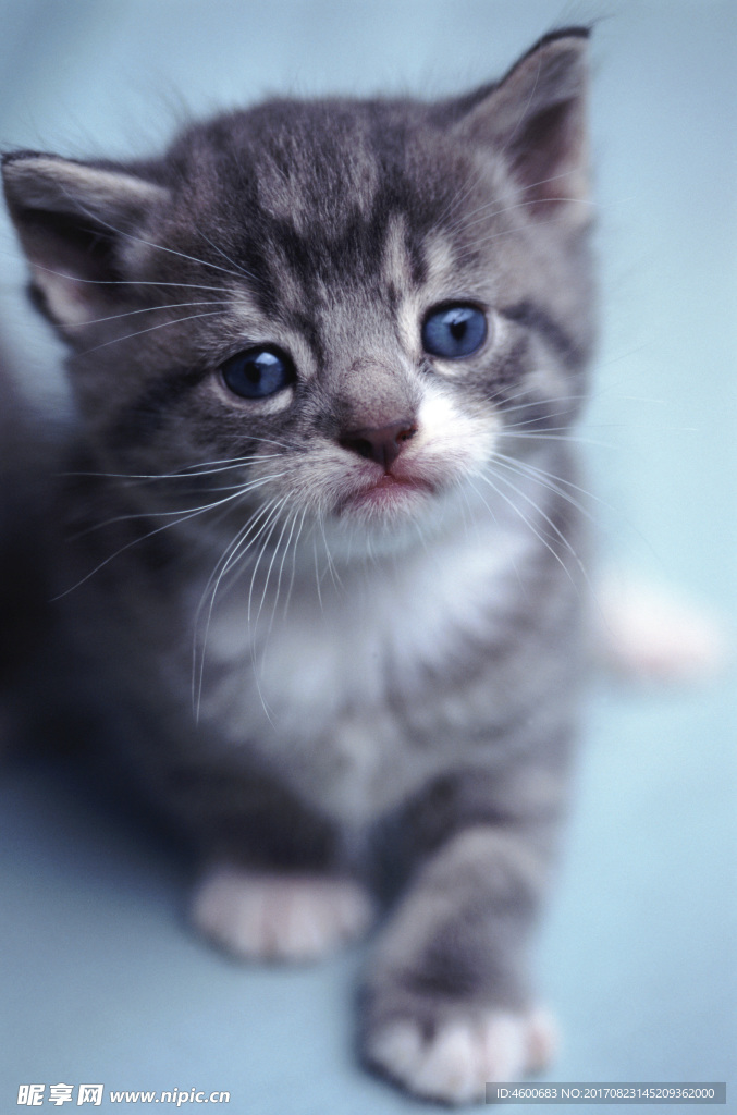 小猫