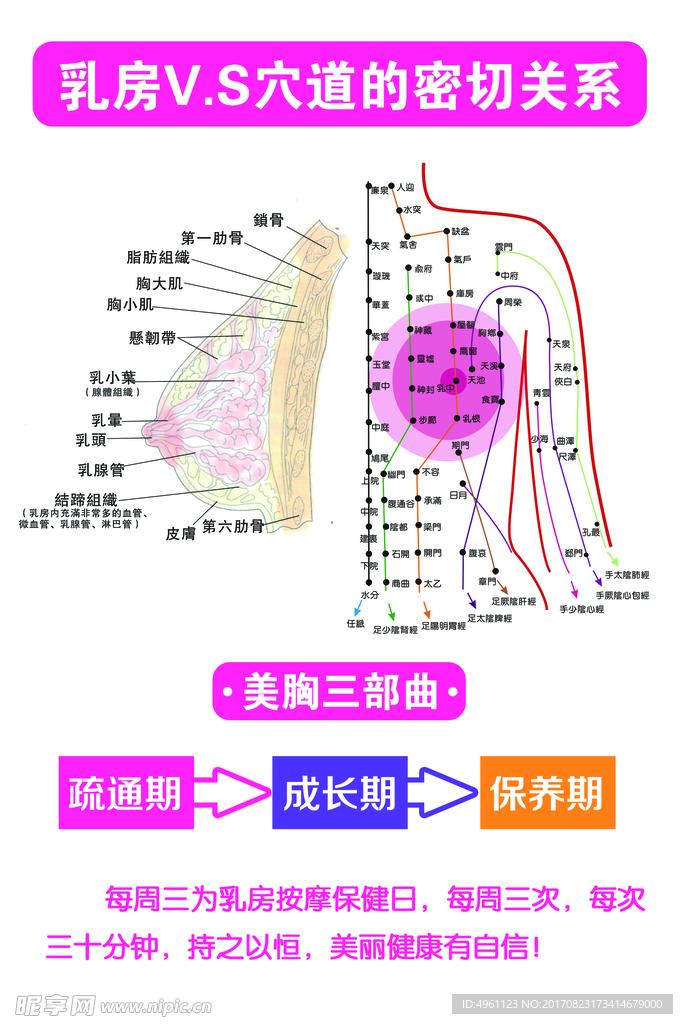 碧波庭美容美体展板乳房VS穴道